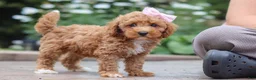 Maltipoo dogs for sale: Raina - Ad 5