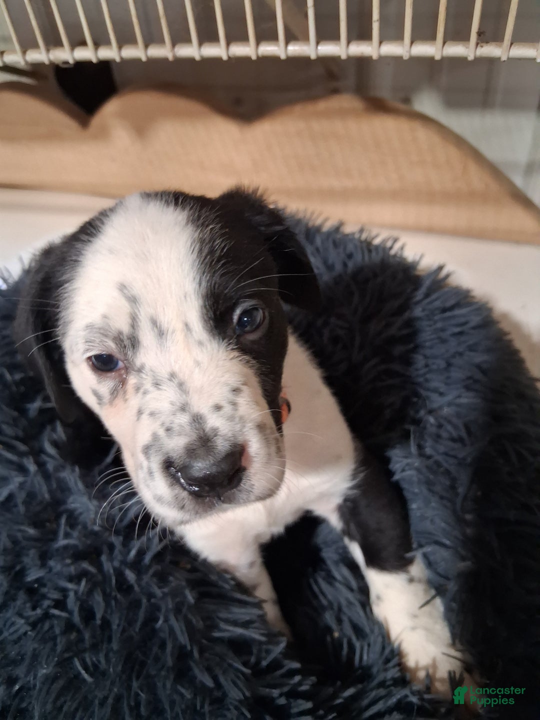 Mixed Breed dogs for sale: Mabel - Ad 2