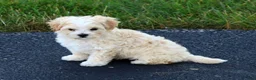 Maltipoo dogs for sale: Angie - Ad 8