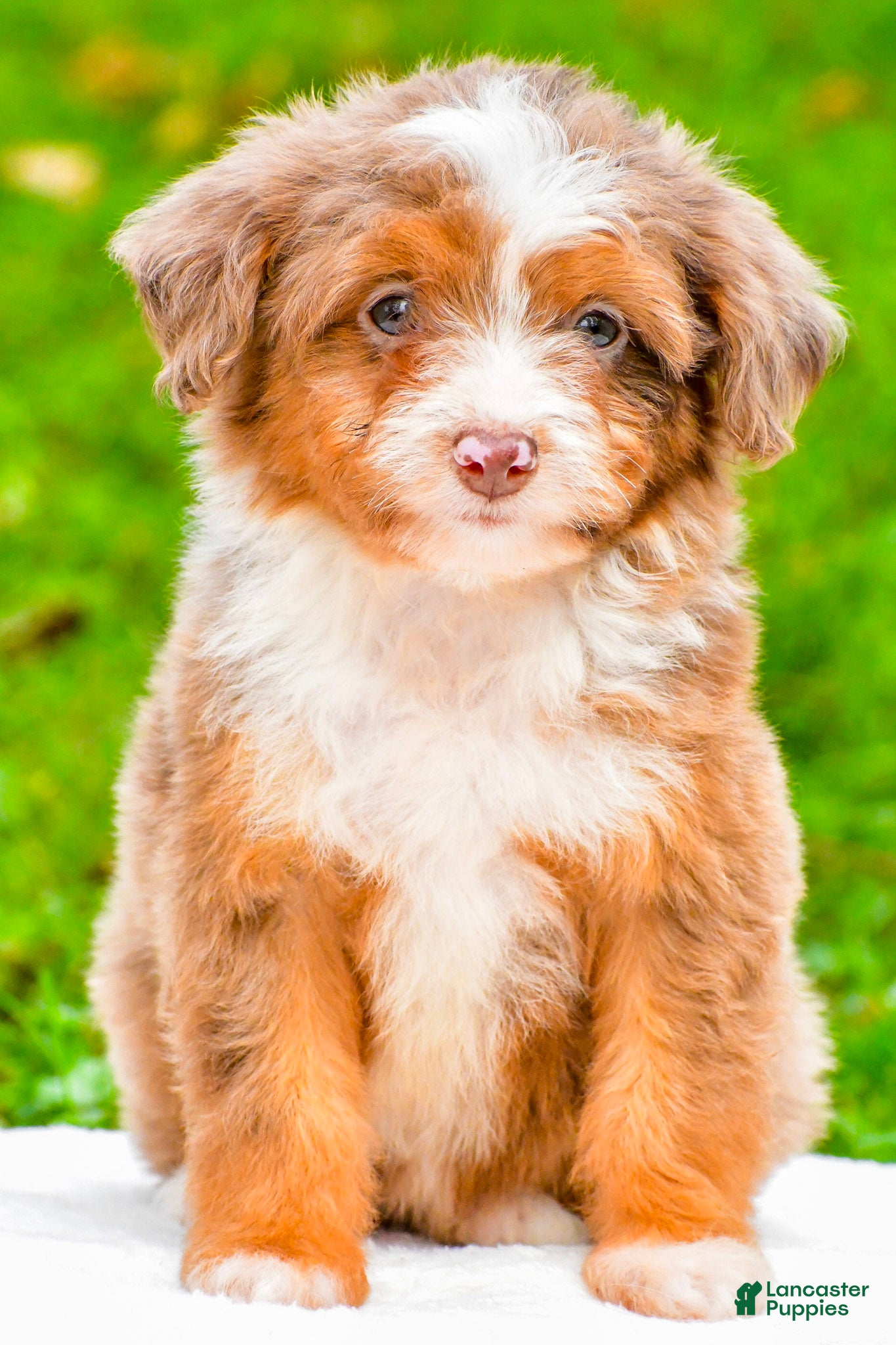 Mini Aussiedoodle dogs for sale: Lani - Ad 1