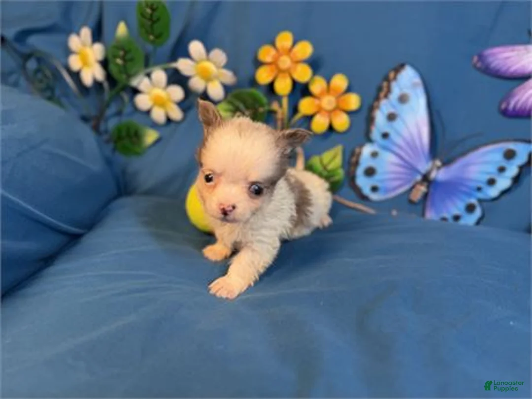 Chihuahua dogs for sale: Chihuahua 1 - Ad 2