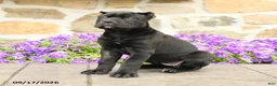 Cane Corso dogs for sale: Cleo - Ad 4