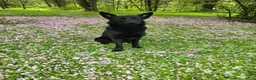 Gerberian Shepsky dogs for sale: Karlach  - Ad 3