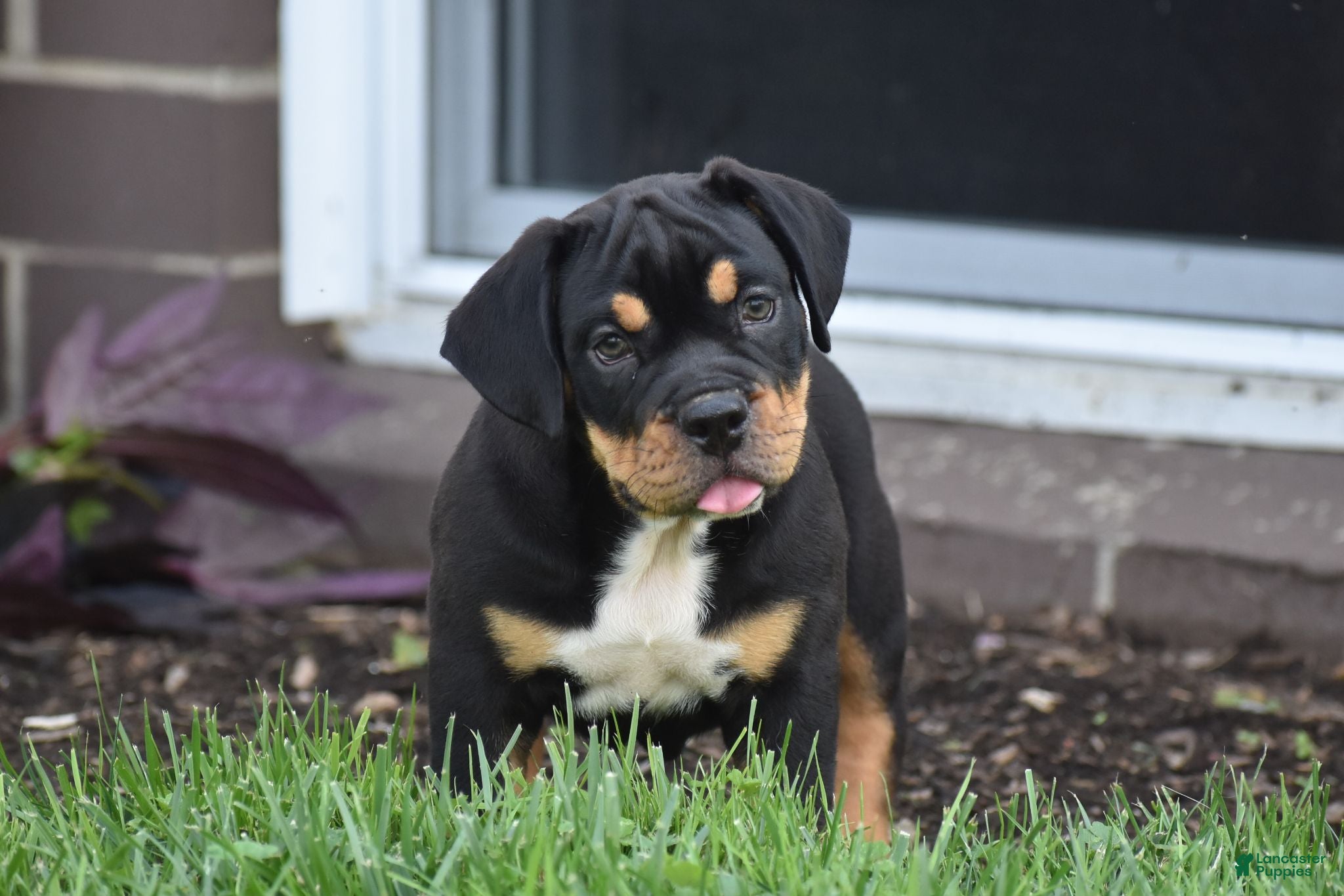 Beabull dogs Champ - Ad 2