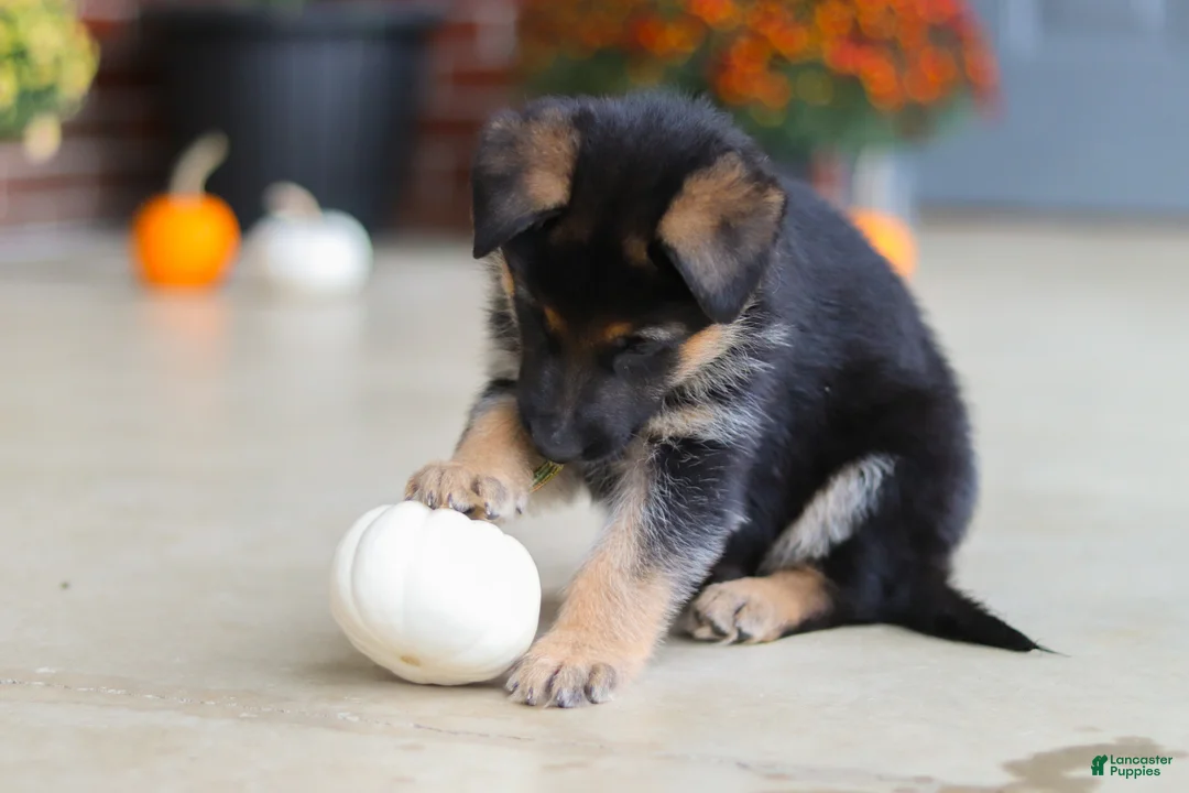 German Shepherd dogs for sale: Mason - Ad 1