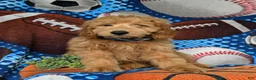 Mini Goldendoodle dogs for sale: Truman Hypoallergenic - Ad 3