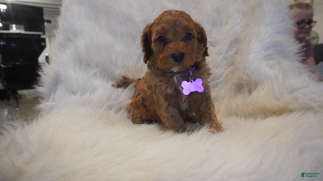 Cavapoo dogs for sale: Pluto  - Ad 6