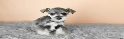 Miniature Schnauzer dogs for sale: Scout  - Ad 3