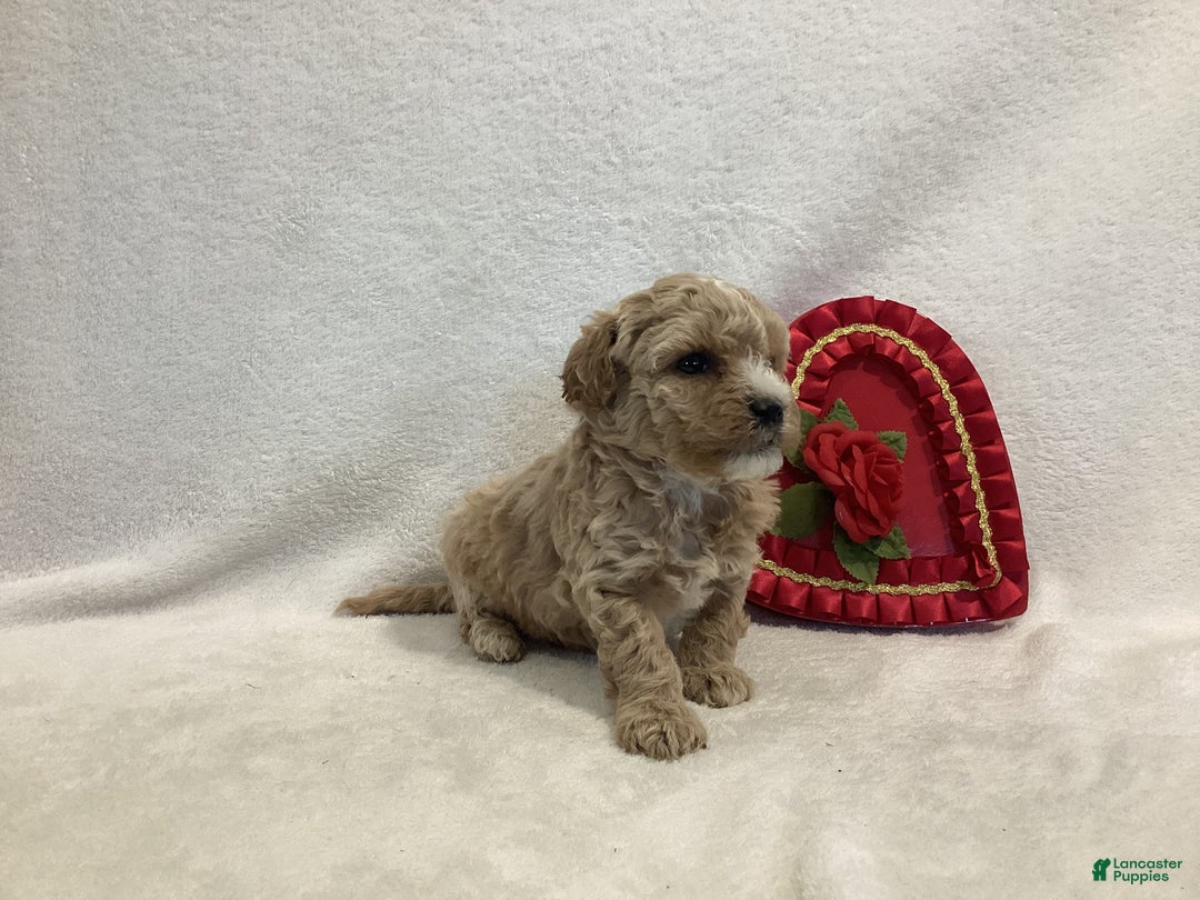 Maltipoo dogs for sale: Captain - Ad 1