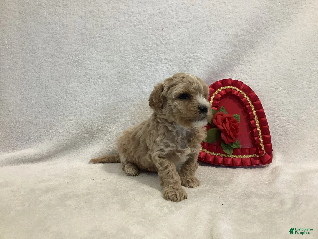 Maltipoo dogs for sale: Captain - Ad 1