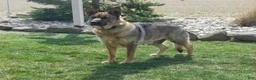 German Shepherd dogs for sale: Kenya - Ad 15