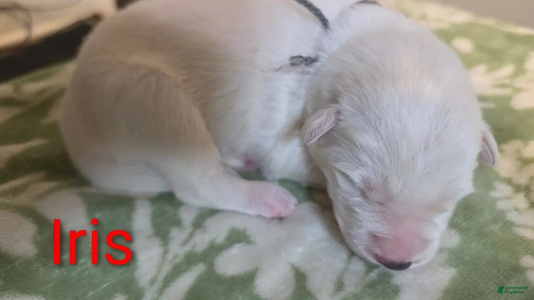 German Shepherd dogs for sale: Iris  - Ad 1