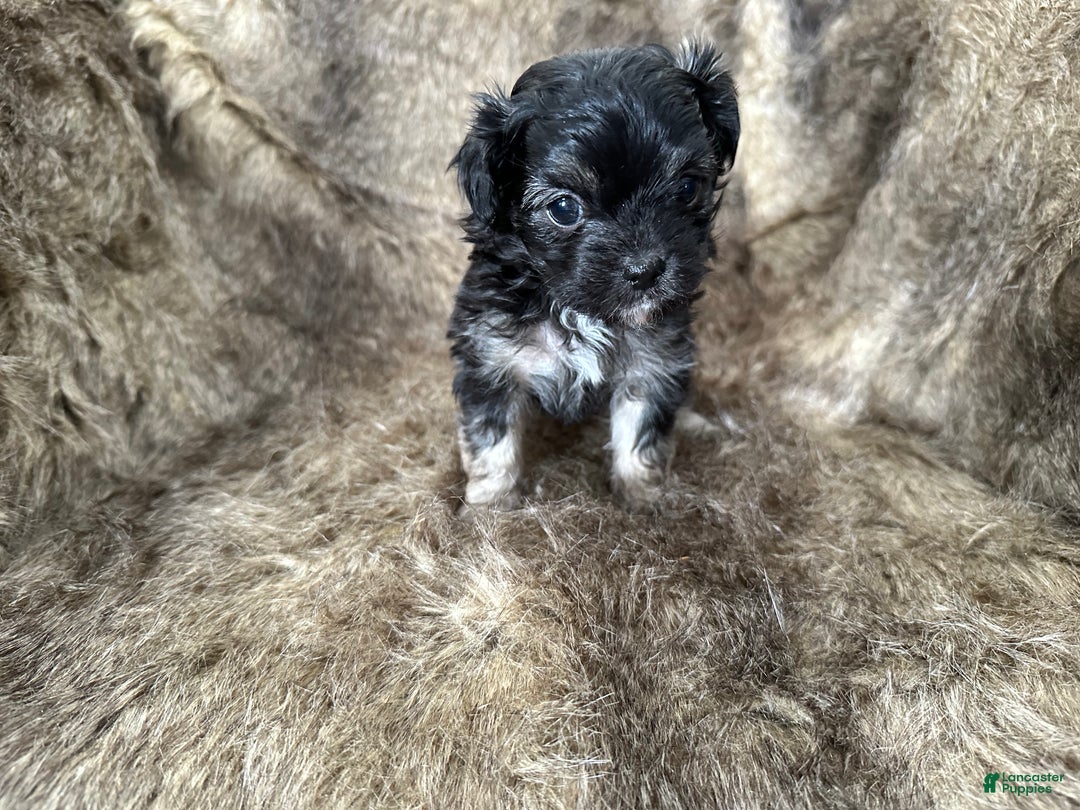 Mixed Breed dogs for sale: Tidbit - Ad 4
