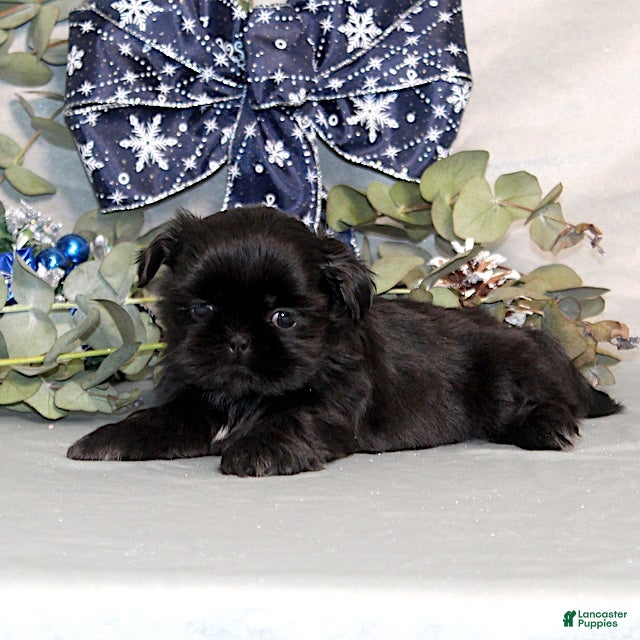 Shih Tzu dogs Raspberry AKC - Ad 11