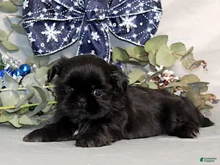 Shih Tzu dogs Raspberry AKC - Ad 29