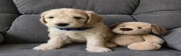 Aussiedoodle dogs for sale: Blue collar Collar - Ad 3