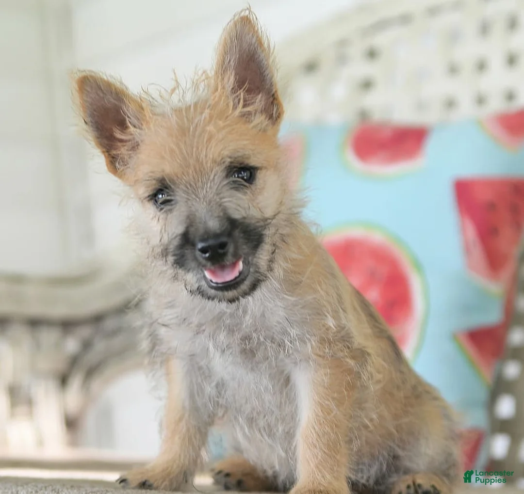 Gallery Image {{count}}