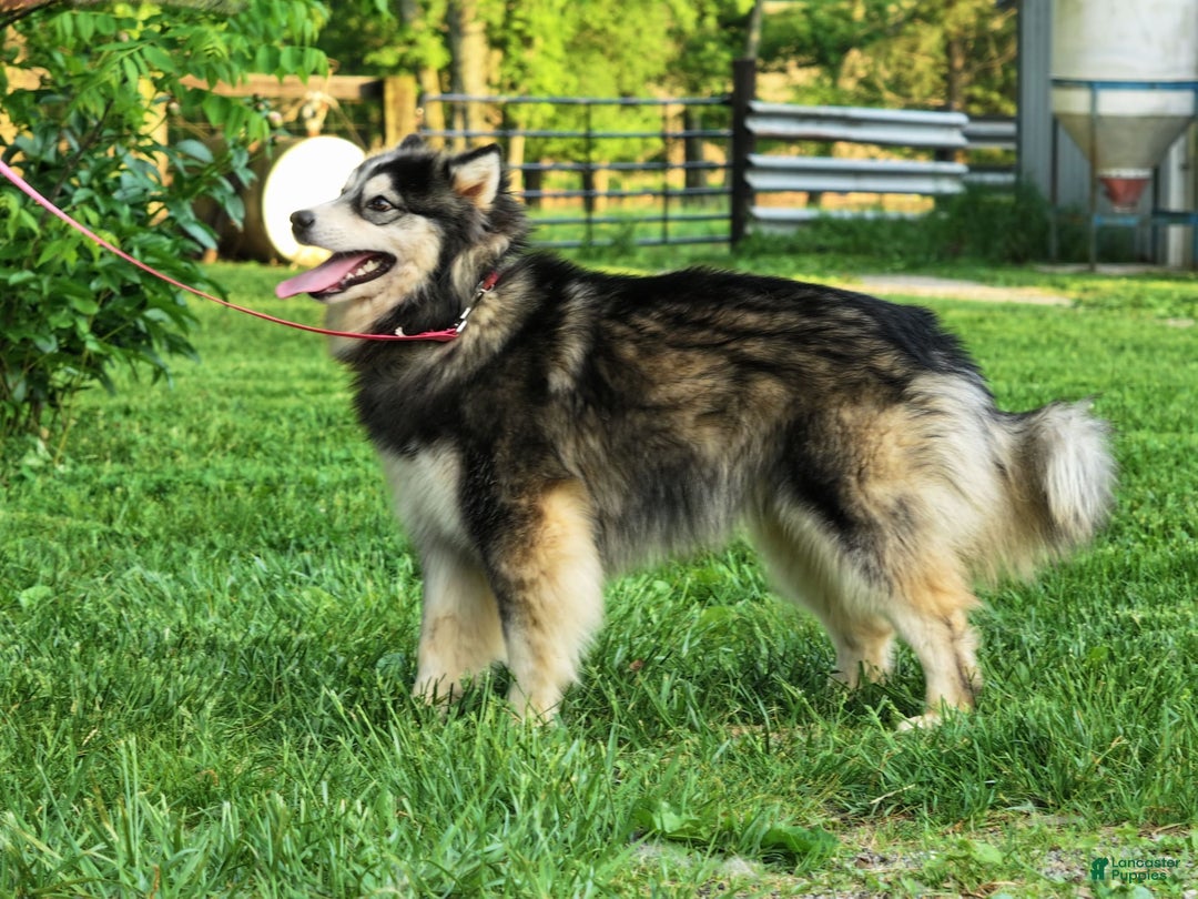 Pomsky dogs for sale: Buster - Ad 6