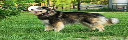 Pomsky dogs for sale: Buster - Ad 6