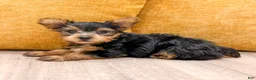 Yorkshire Terrier dogs for sale: Bear - Ad 5