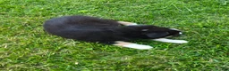 Miniature Australian Shepherd dogs for sale: Miniature Australian Shepherd 1 - Ad 3