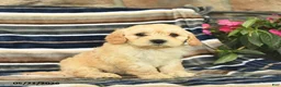 Mini Goldendoodle dogs for sale: Ember  - Ad 1