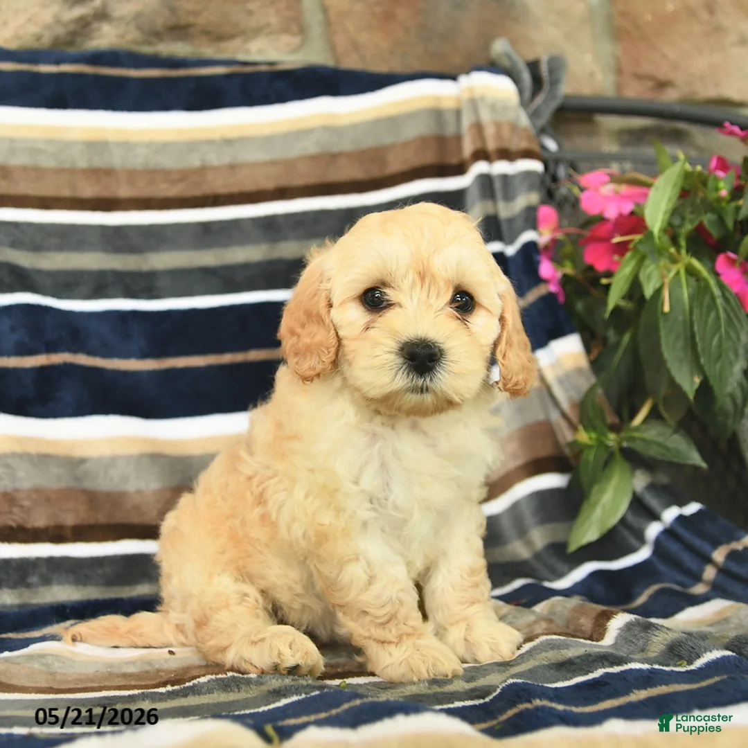 Mini Goldendoodle dogs for sale: Ember  - Ad 1