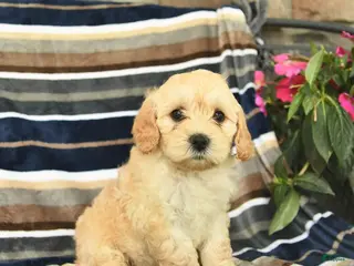 Mini Goldendoodle dogs for sale: Ember - Ad 1