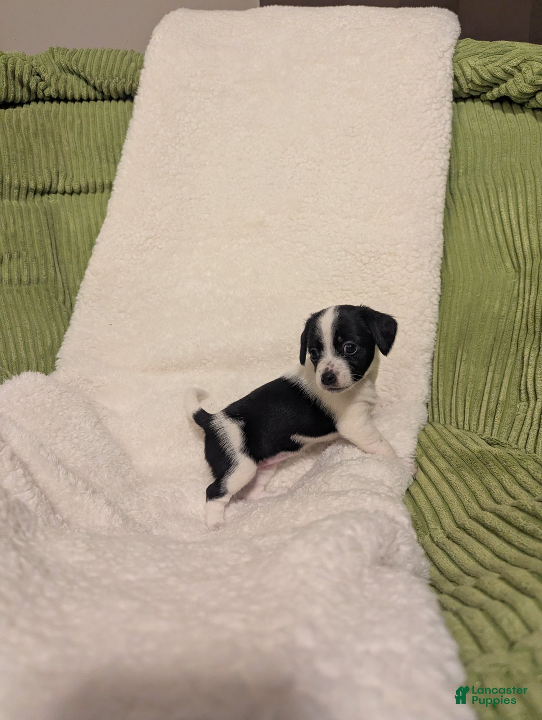 Mixed Breed dogs for sale: Poppie - Ad 2