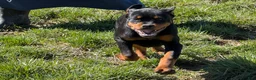 Rottweiler dogs for sale: Wyatt - Ad 5