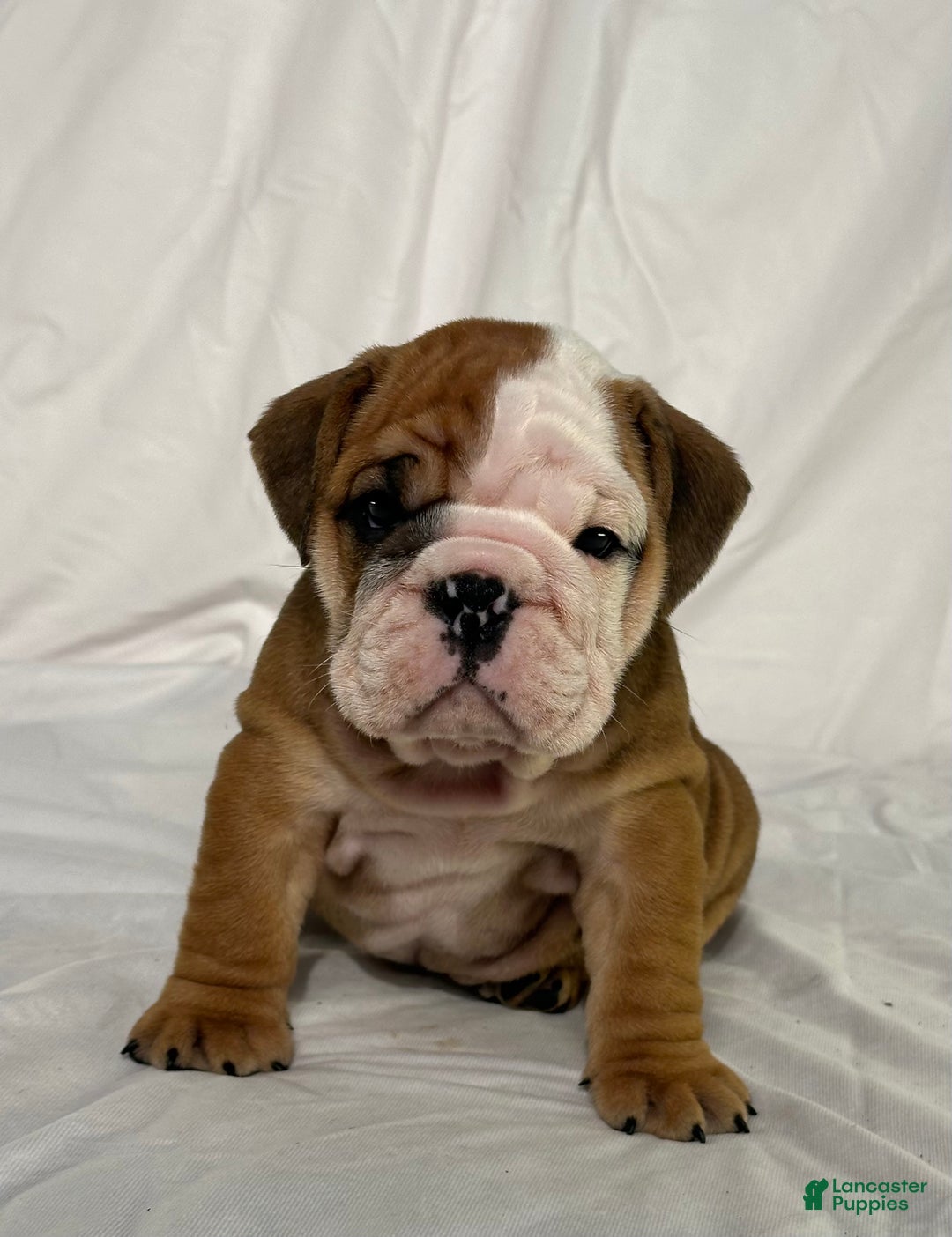 English Bulldog dogs for sale: Rocket - Ad 1
