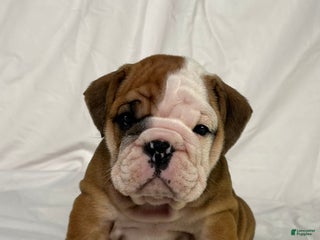 English Bulldog dogs Rocket - Ad 1