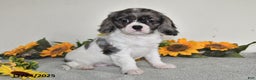Cavalier King Charles Spaniel dogs for sale: Barbie - Ad 1