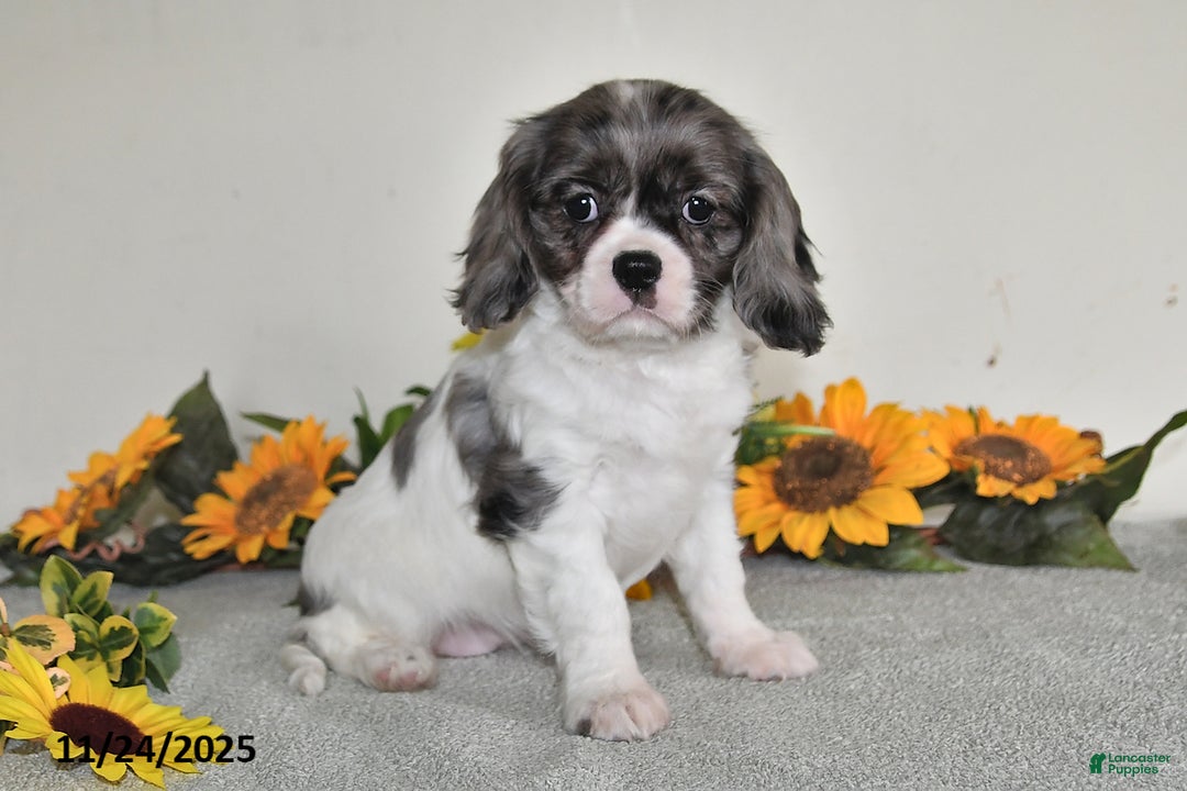 Cavalier King Charles Spaniel dogs for sale: Barbie - Ad 1