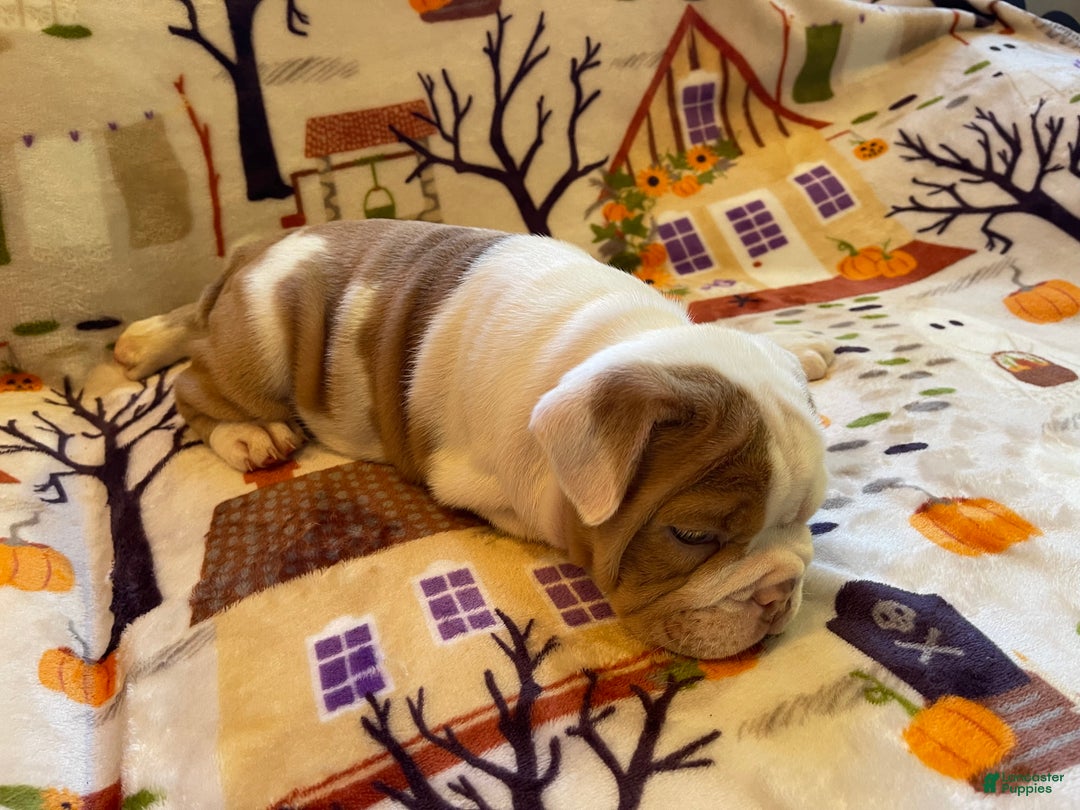 English Bulldog dogs for sale: English Bulldog Puppy 5 - Ad 15