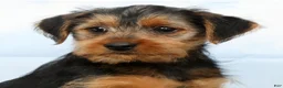 Yorkshire Terrier dogs for sale: Flash - Ad 5