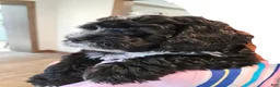 Mini Bernedoodle dogs for sale: Carrie - Ad 4