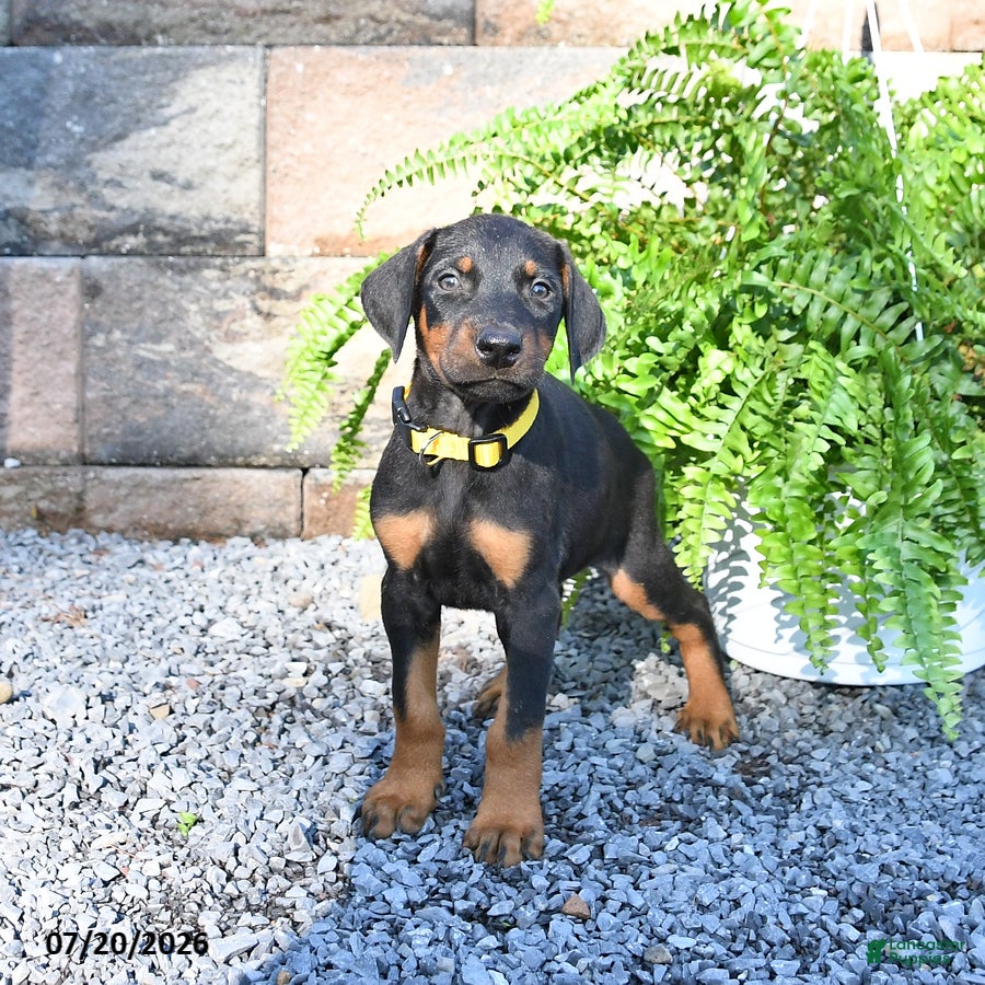 Doberman Pinscher dogs Percy - Ad 1