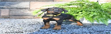 Percy