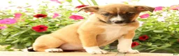 Miniature Australian Shepherd dogs for sale: Belle - Ad 5