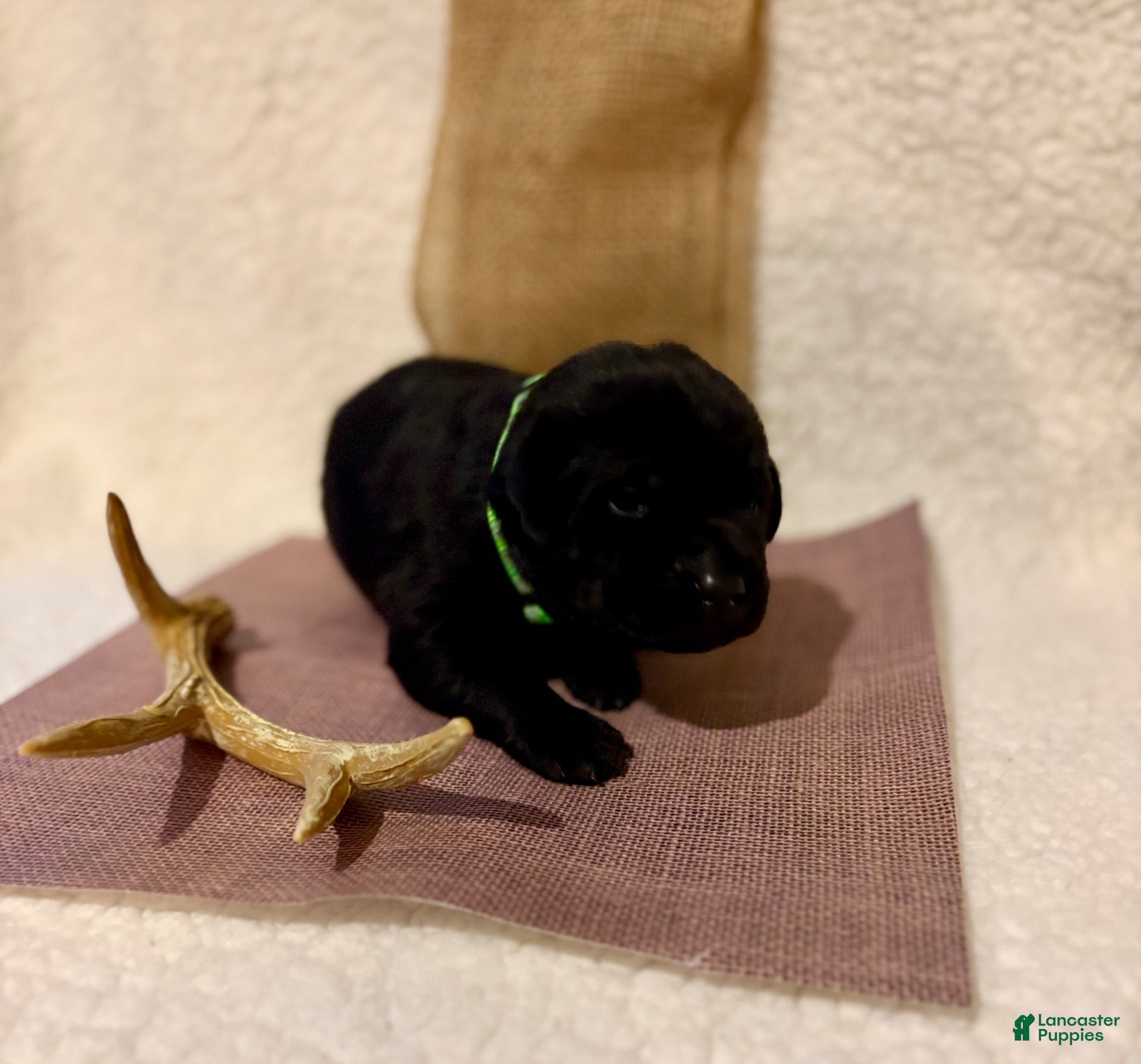 Labrador Retriever dogs Labrador Retriever black big boy green collar  - Ad 2