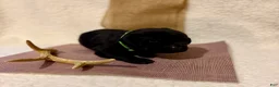 Labrador Retriever dogs for sale: Labrador Retriever black big boy green collar  - Ad 2