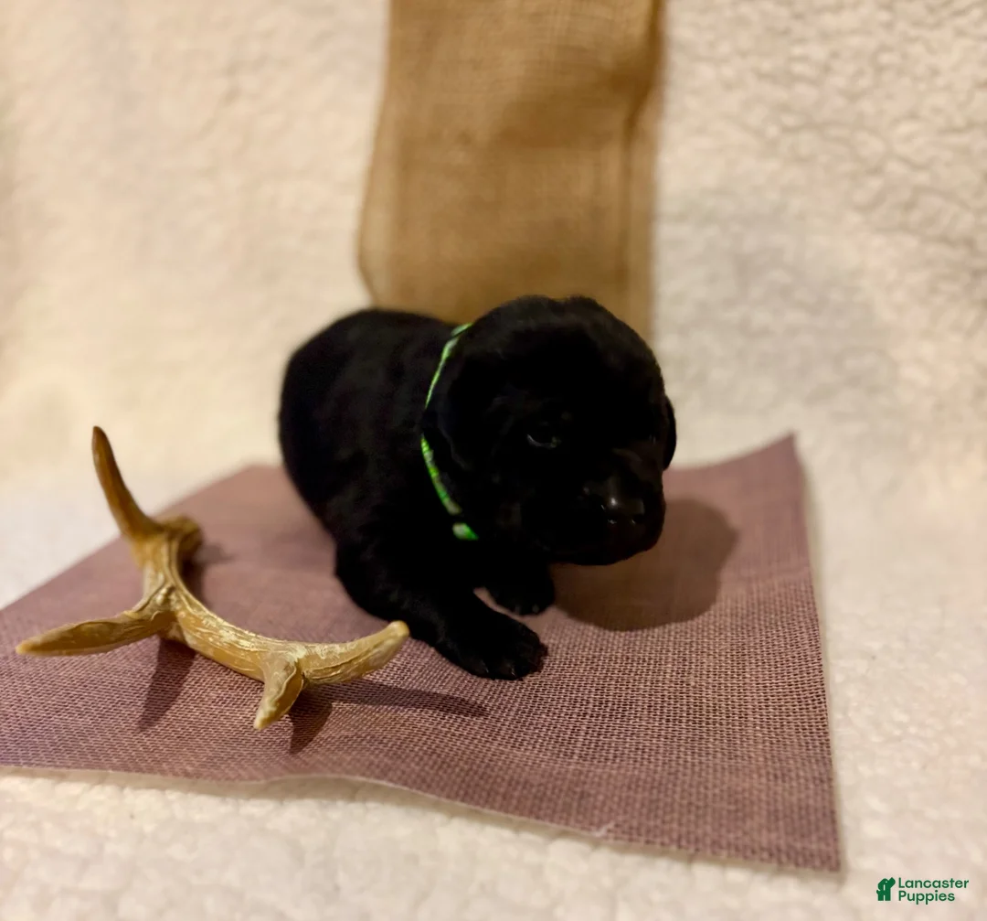 Labrador Retriever dogs for sale: Labrador Retriever black big boy green collar  - Ad 2
