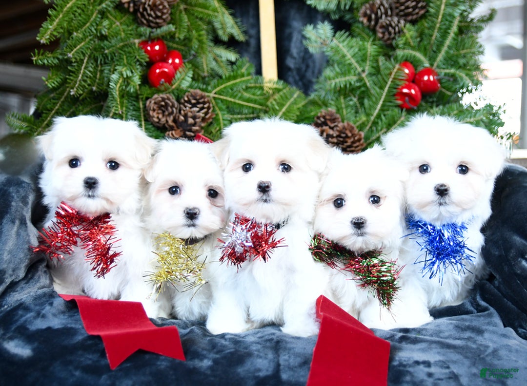 Maltese dogs for sale: Joy - Ad 3