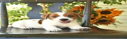 Jack Russell Terrier dogs for sale: Penny  - Ad 3