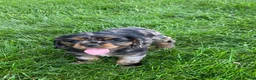 Cocker Spaniel dogs for sale: Arlis  - Ad 5