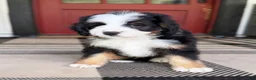 Mini Bernedoodle dogs for sale: Bullseye - Ad 4
