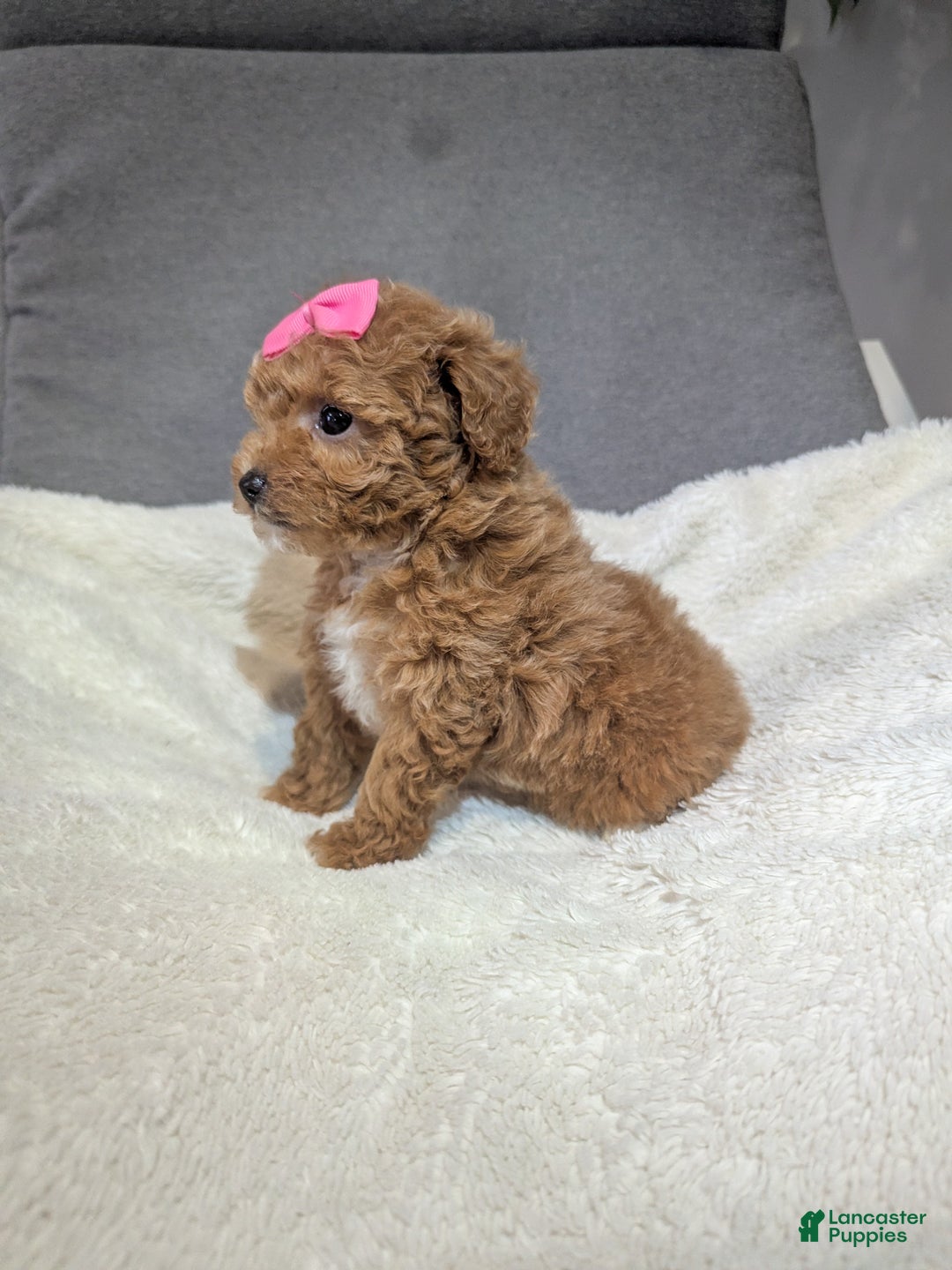 Toy Poodle dogs for sale: Gigi - Ad 3