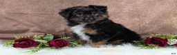 Toy Australian Shepherd dogs for sale: Bronson - Ad 4