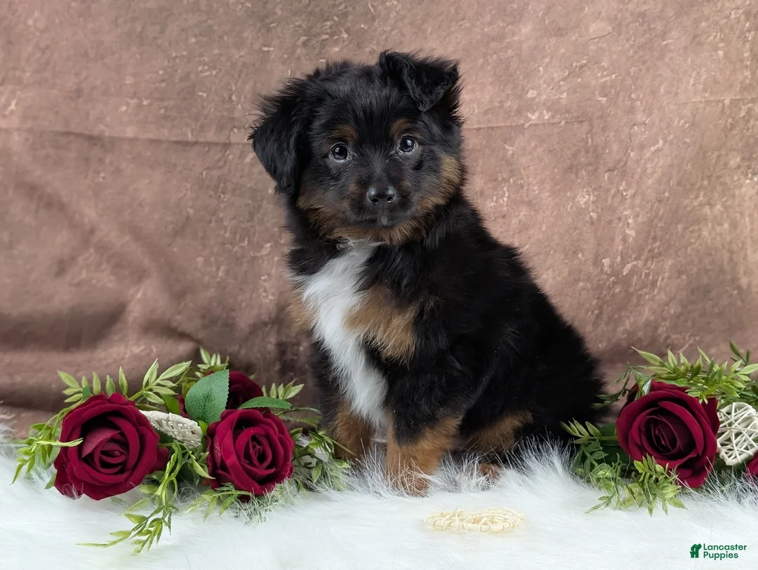 Toy Australian Shepherd dogs for sale: Bronson - Ad 4